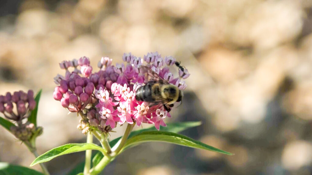 Bee on Flower